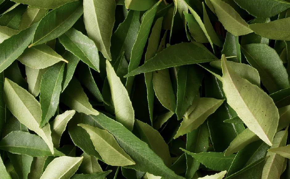 Curry Leaves Curry Leaves