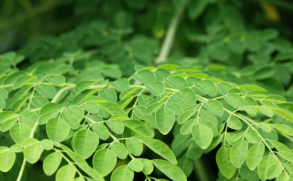 Moringa Moringa