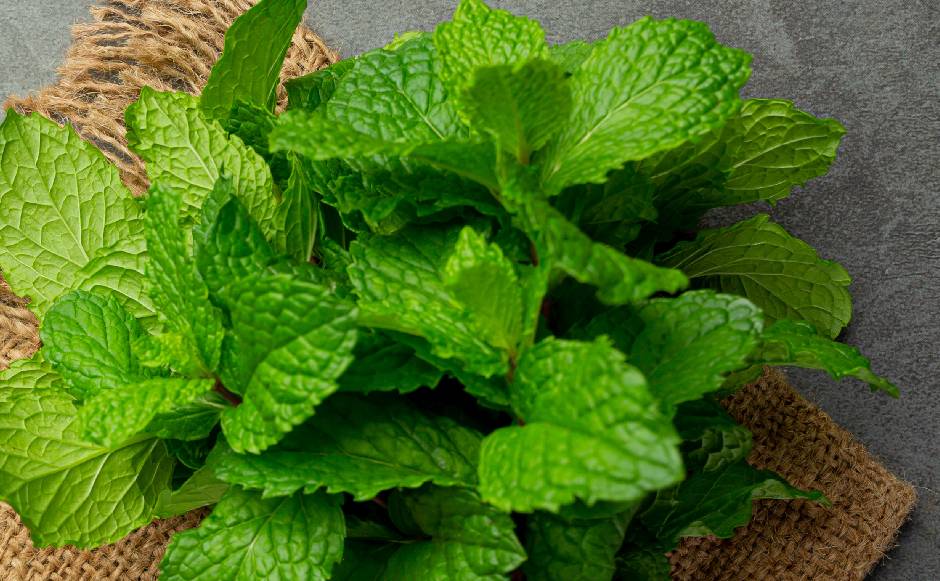 Peppermint Peppermint