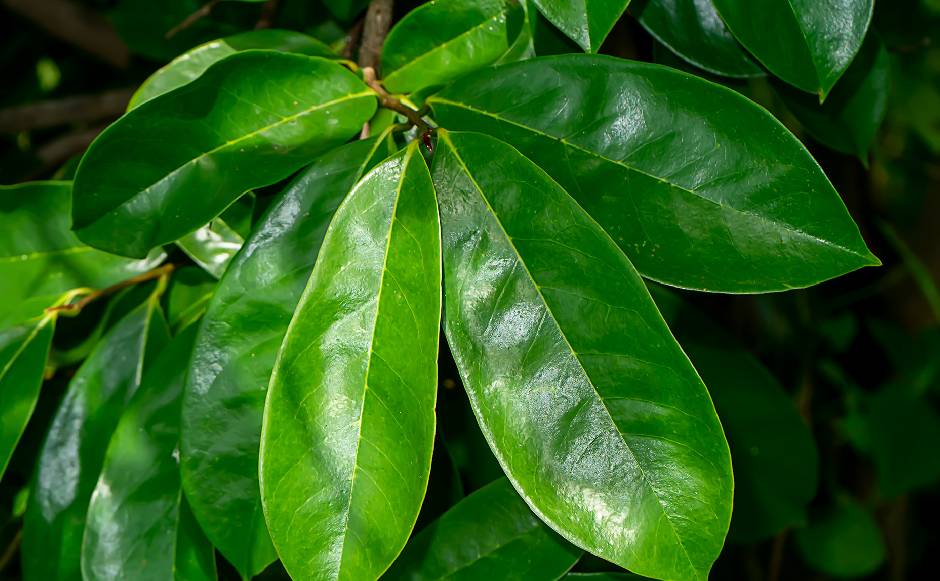 Soursop Leaves Soursop Leaves
